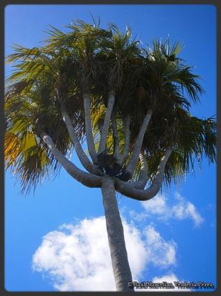 Colpothrinax wrightii