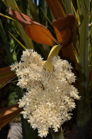 Inflorescence de Phoenix